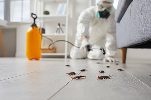 Post-Treatment Bed Bug Interceptor Monitoring in Sugarcreek